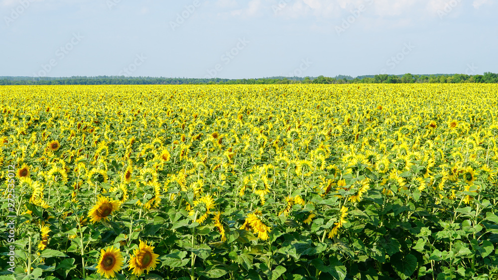 Sunflower field in countryside in Russia