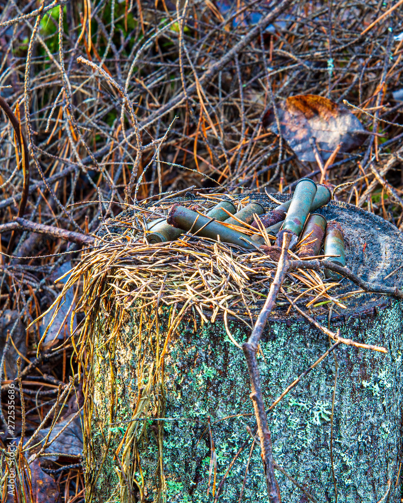 Obraz premium old dry vegetation texture in autumn nature