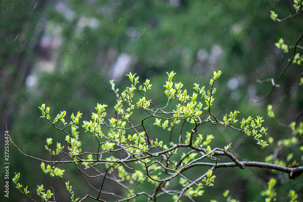 Fototapeta premium fresh green leaves with blur background in spring sun