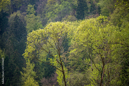 fresh green leaves with blur background in spring sun
