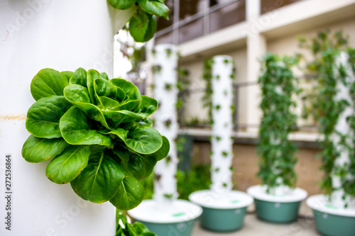 Several plastic vertical pole structures of hydrophonic leafy green vegetables photo