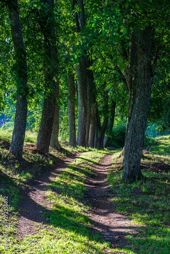 summer sun lit green forest park for relaxsation