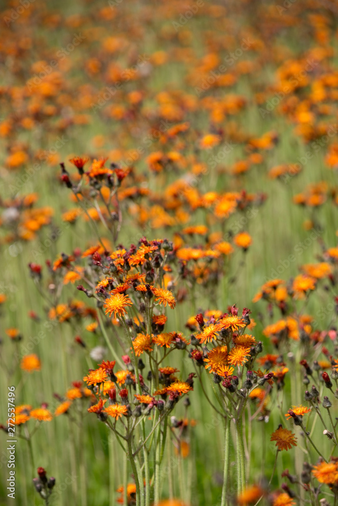 Wiese voller Orangerotes Habichtsakraut (Hieracium aurantiacum) Wiese voller Orangerotes Habichtsakraut (Hieracium aurantiacum)