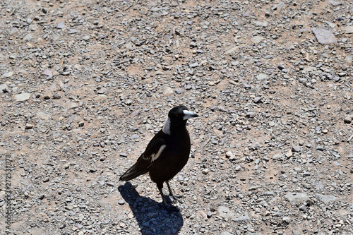  Australian Magpie  Gymnorhina tibicen  in Noosa National Park