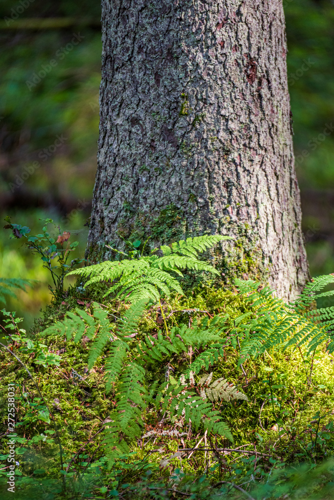 Naklejka premium summer sun lit green forest park for relaxsation