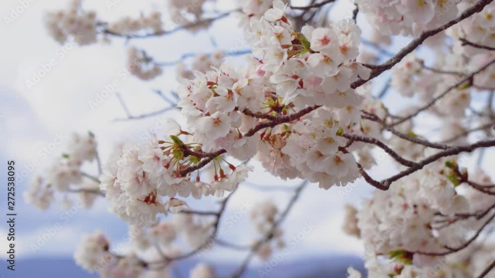 海津大崎の満開の桜 琵琶湖 滋賀 日本 海津大崎の満開の桜 琵琶湖 滋賀 日本