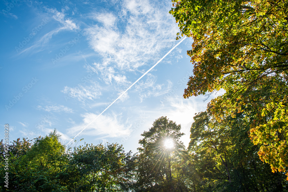 Fototapeta premium summer sun lit green forest park for relaxsation
