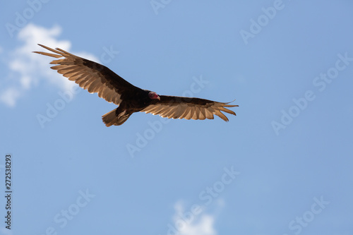 A turkey vulture drifts across a blue sky dotted with tiny white clouds.