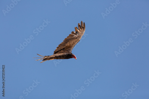 A turkey vulture flies from left to right across a clear blue sky.