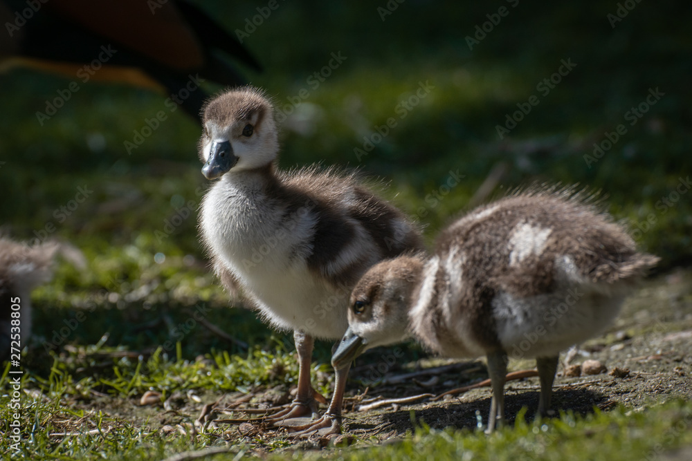 Joven oca del nilo, egyptian goose Joven oca del nilo, egyptian goose