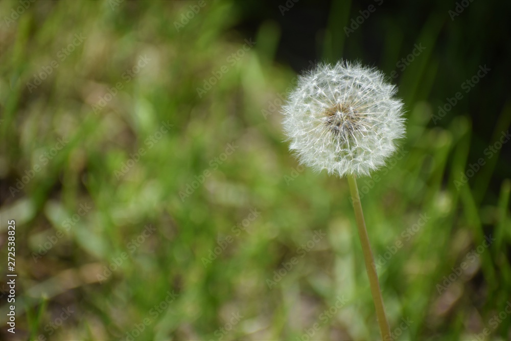 dandelion in the grass dandelion in the grass
