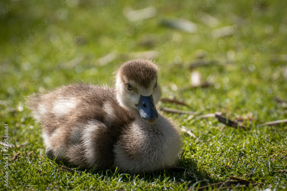 Joven oca del nilo, egyptian goose Joven oca del nilo, egyptian goose