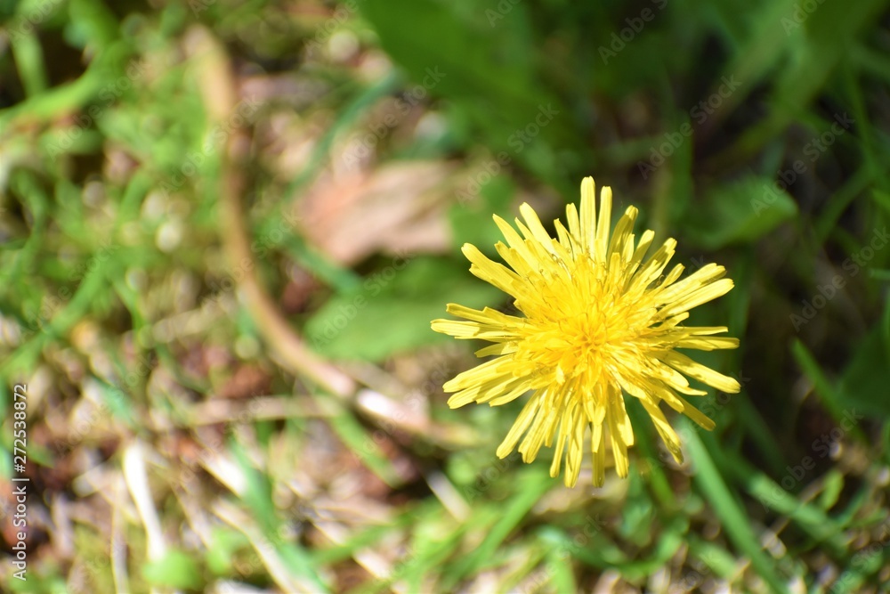 dandelion in grass