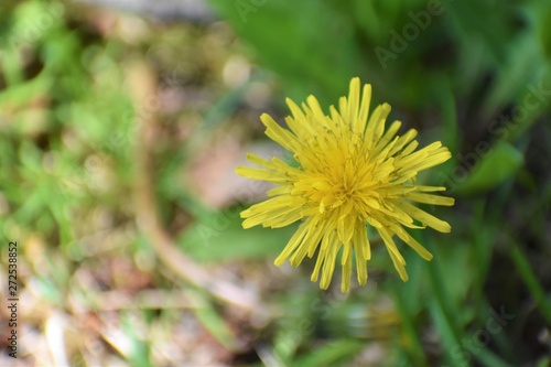 dandelion in grass