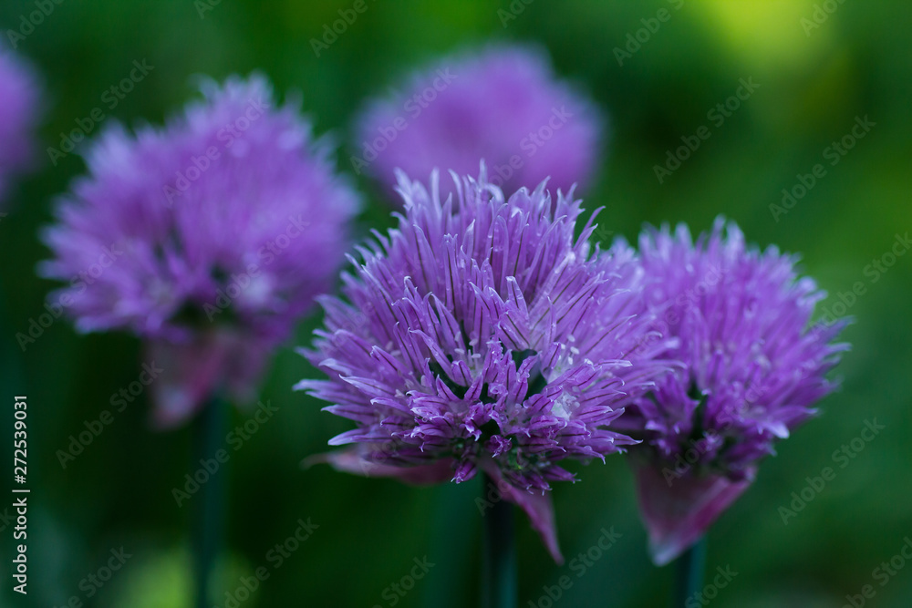 Blooming decorative onions in the garden Blooming decorative onions in the garden