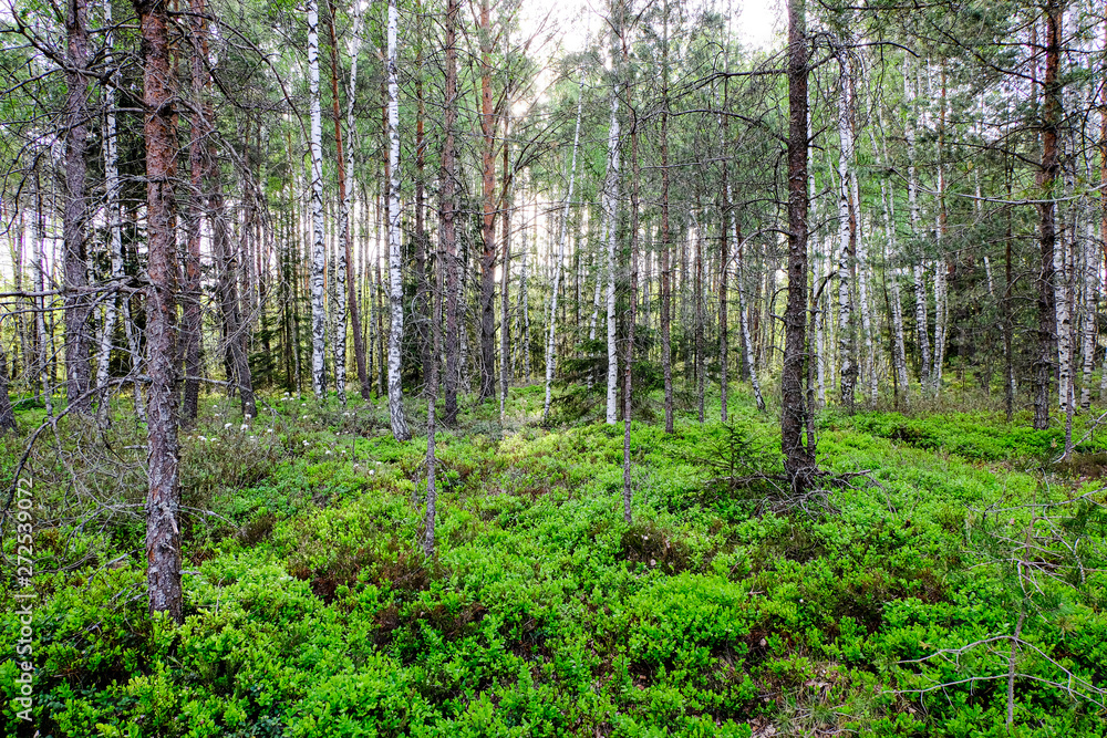 Obraz premium fresh green summer spring foliage textured background with blur