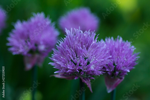 Blooming decorative onions in the garden