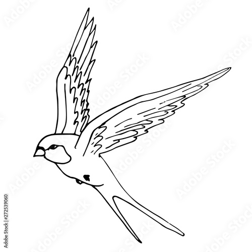 Vector black ink hand drawn sketch doodle flying swallow isolated on white background 