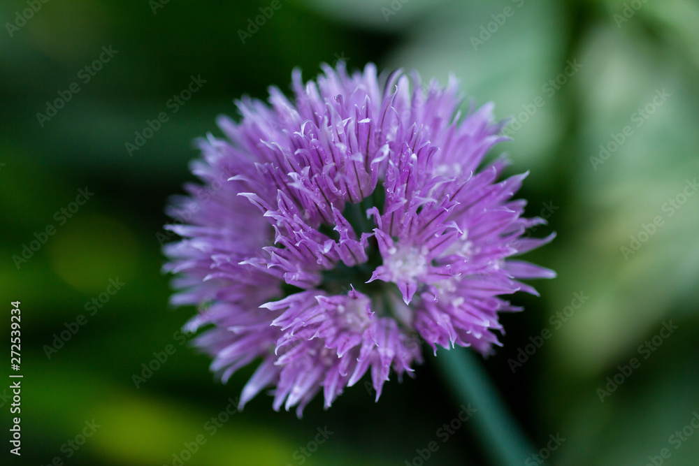 Blooming decorative onions in the garden Blooming decorative onions in the garden