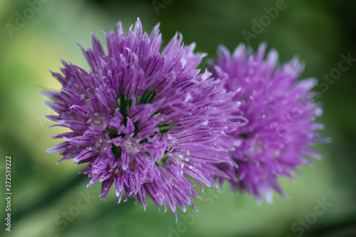 Blooming decorative onions in the garden