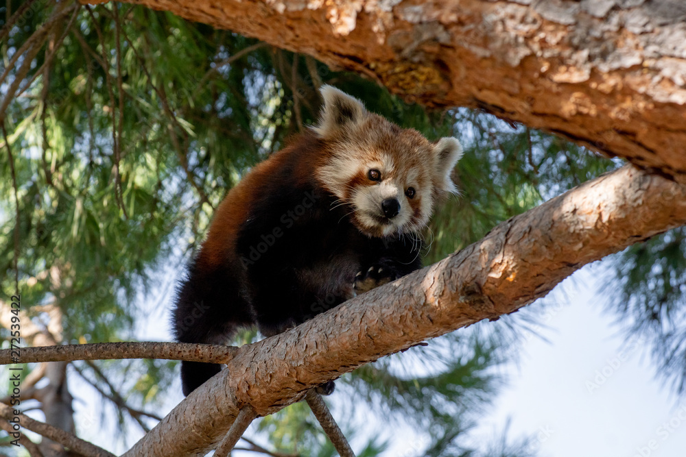 Fototapeta premium Panda rojo en un arbol