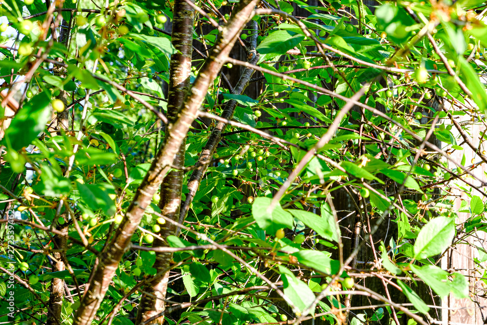 fresh green summer spring foliage textured background with blur fresh green summer spring foliage textured background with blur
