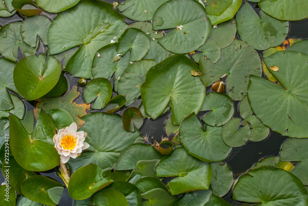 White Water lily, Lotus or Water Lilies flowers pond with water droplets on the leaves floating. White Water lily, Lotus or Water Lilies flowers pond with water droplets on the leaves floating.