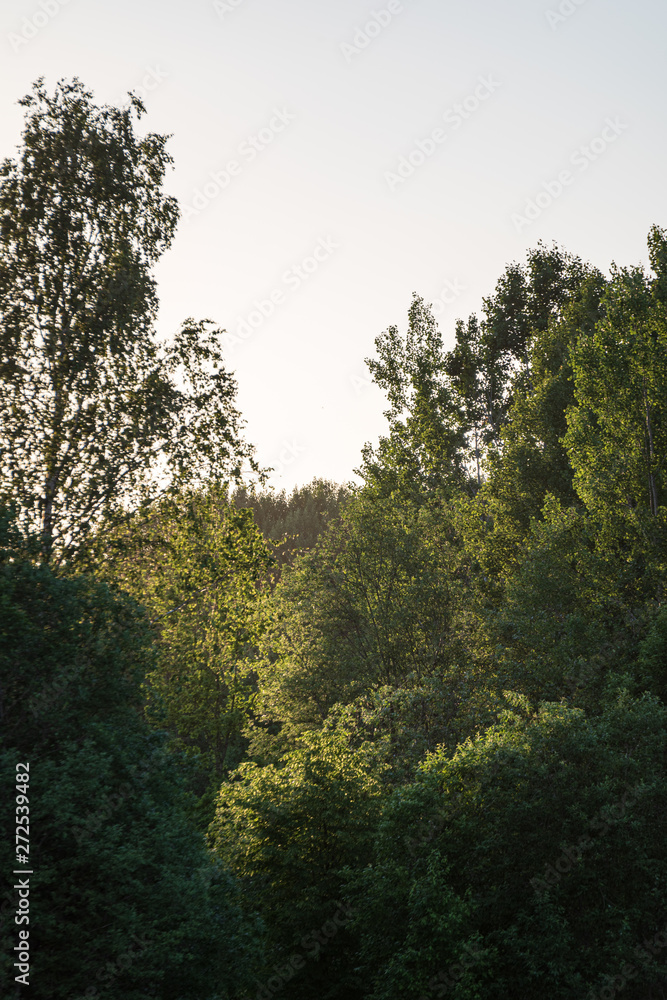 summer sun lit green forest park for relaxsation