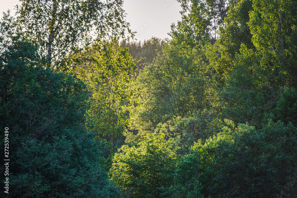 Obraz premium summer sun lit green forest park for relaxsation