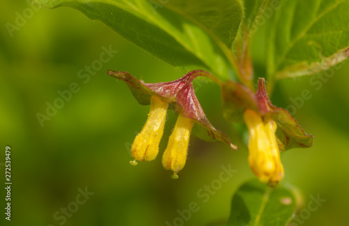 Twinberry Flower Close-Up  -  Lonicera involucrata 