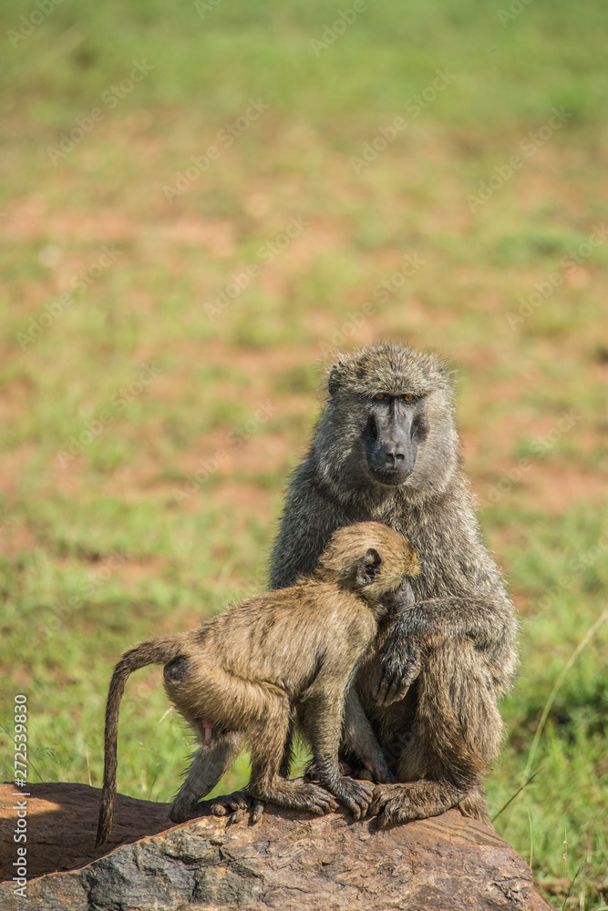 Beautiful monkeys in Africa. Animal world