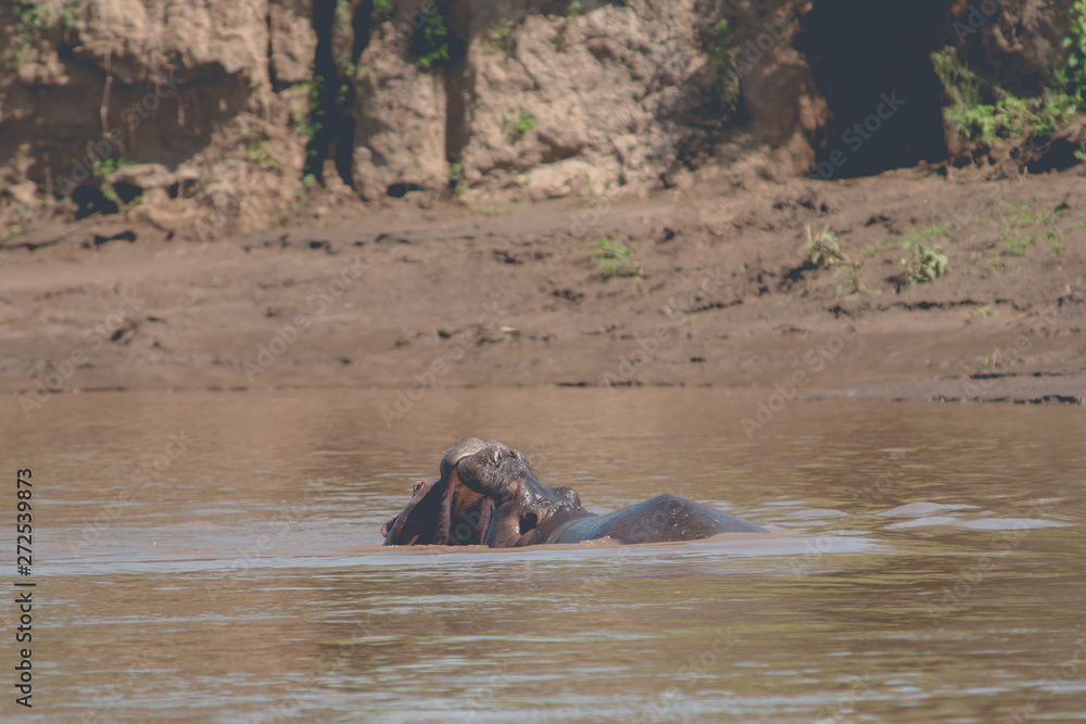 Fototapeta premium A beautiful Nile horse in Africa. Animal world
