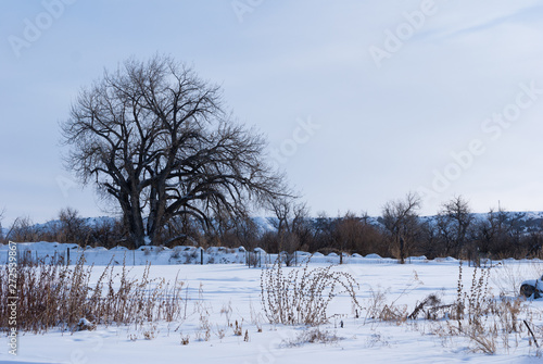 Large tree with mountains in background in winter in Montana