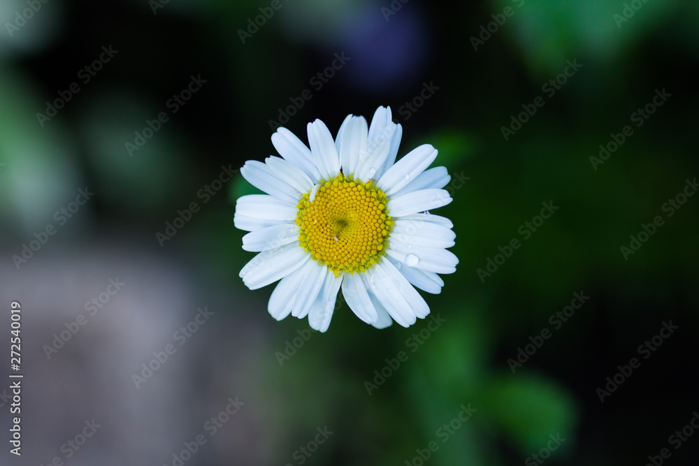 Fototapeta premium Blooming daisy on a dark background