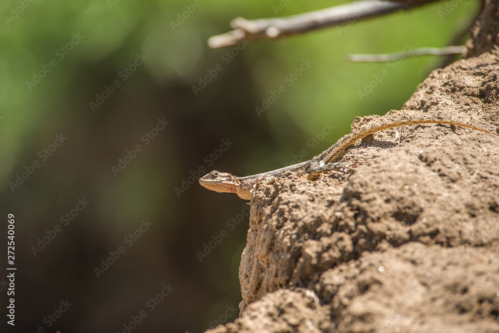 Lizard on rock in Africa