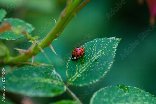 Ladybug on rose leaves close up