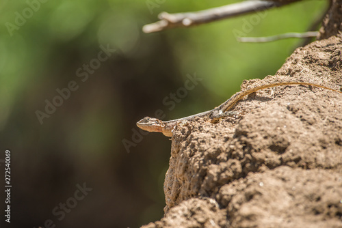 Lizard on rock in Africa
