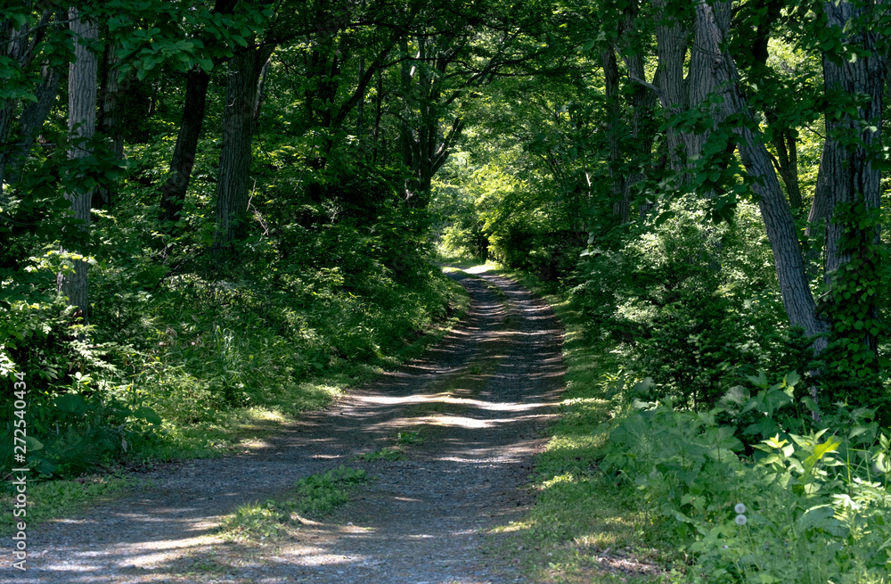 Fototapeta premium 森の小径(Forest path)