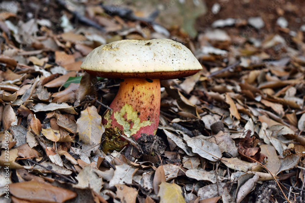 Ddevil's bolete, Boletus satanas mushroom Ddevil's bolete, Boletus satanas mushroom