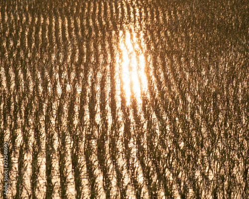 水田に映る夕日2（Sunset reflected in rice fields）