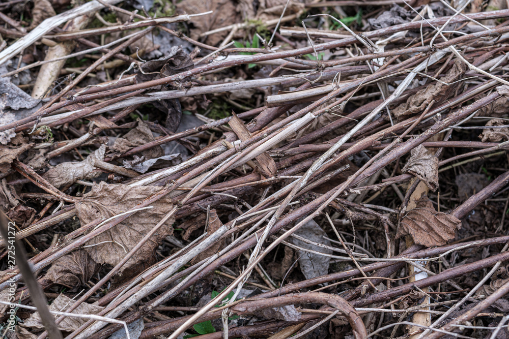 old dry vegetation texture in autumn nature