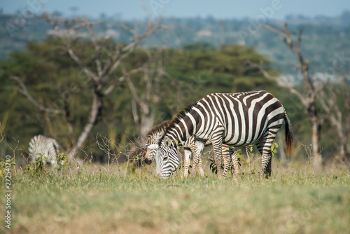 Beautiful zebras in Africa. Animal world