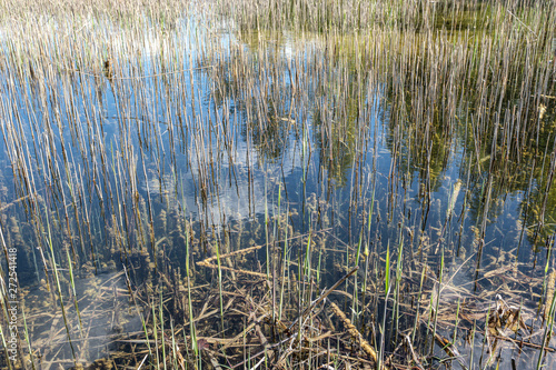 dry old grass bents in water texture