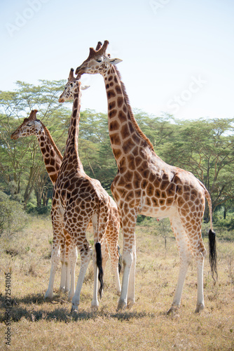 Beautiful giraffe in Africa. Animal world