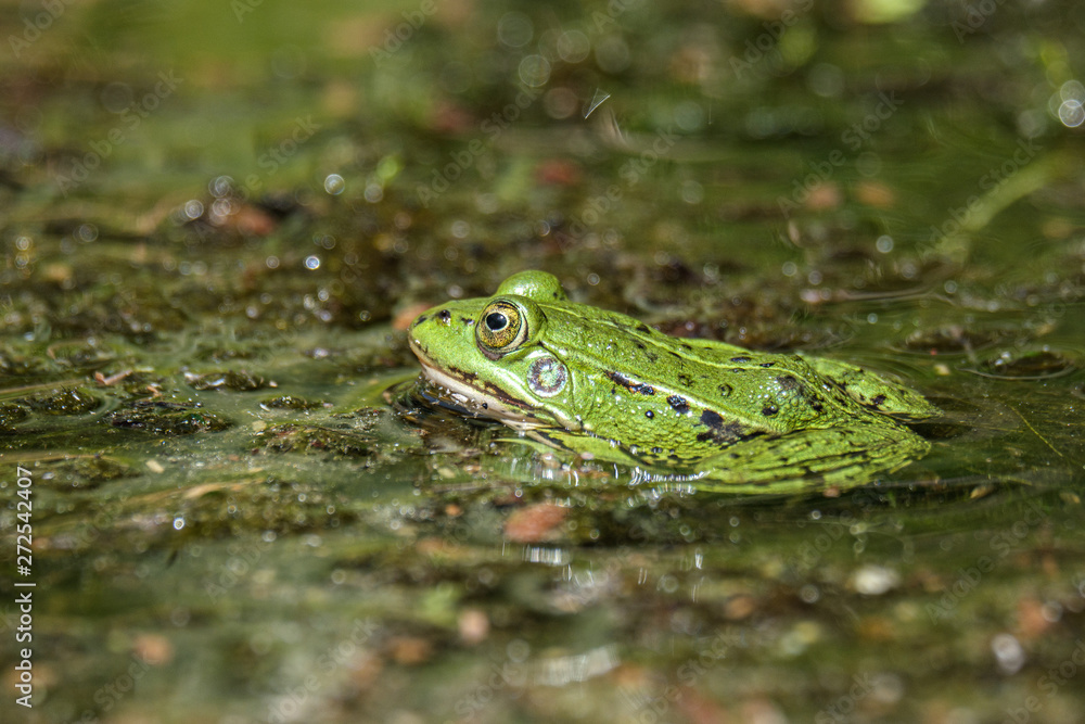 Latvian green frog resting in sun in a lake on water surface. Pelophylax kl. esculentus. Latvian green frog resting in sun in a lake on water surface. Pelophylax kl. esculentus.