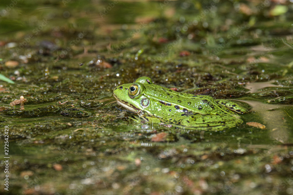 Latvian green frog resting in sun in a lake on water surface. Pelophylax kl. esculentus. Latvian green frog resting in sun in a lake on water surface. Pelophylax kl. esculentus.