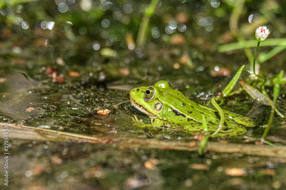 Latvian green frog resting in sun in a lake on water surface. Pelophylax kl. esculentus. Latvian green frog resting in sun in a lake on water surface. Pelophylax kl. esculentus.