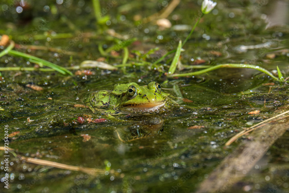 Latvian green frog resting in sun in a lake on water surface. Pelophylax kl. esculentus. Latvian green frog resting in sun in a lake on water surface. Pelophylax kl. esculentus.