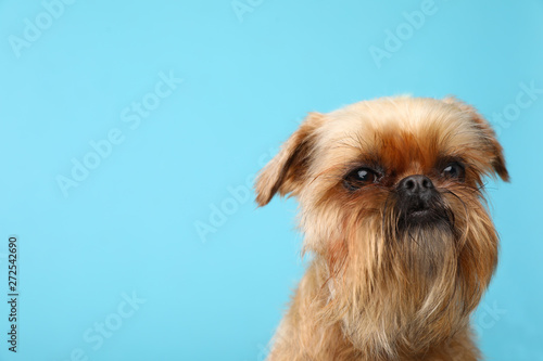 Studio portrait of funny Brussels Griffon dog on looking into camera color background. Space for text