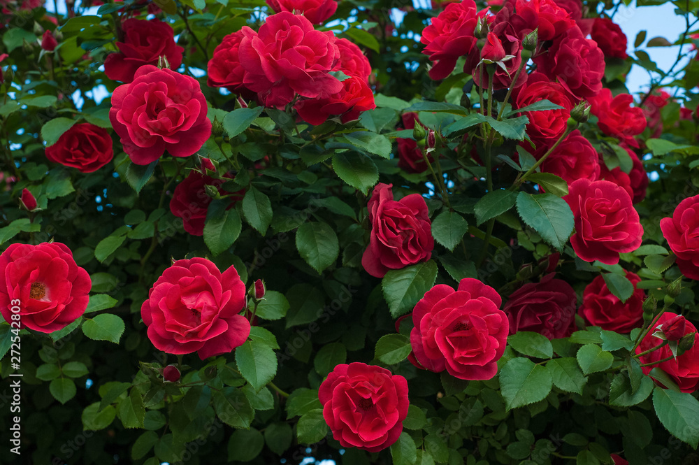 Red roses on a bush in a summer garden. Close-up of garden rose. Background with many red summer flowers. Bright red roses with buds on a background of a green bush. Red roses on a bush in a summer garden. Close-up of garden rose. Background with many red summer flowers. Bright red roses with buds on a background of a green bush.